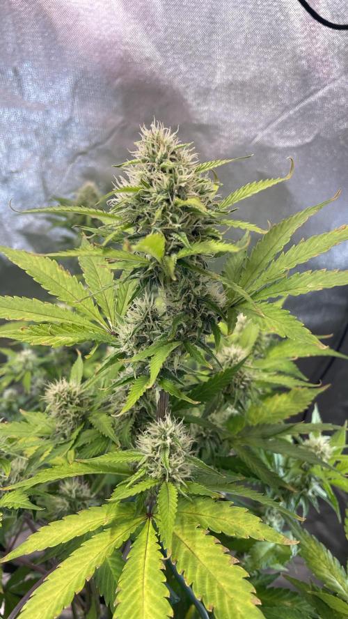 Zamnesia🍯Sticky Broccoli🥦EGC2026. Week 9 - D62