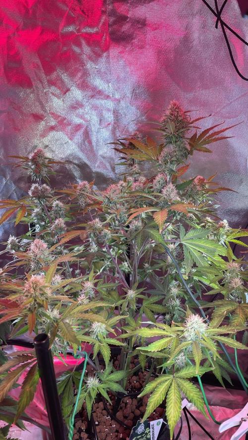 Zamnesia🍯Sticky Broccoli🥦EGC2026. Week 9 - D63