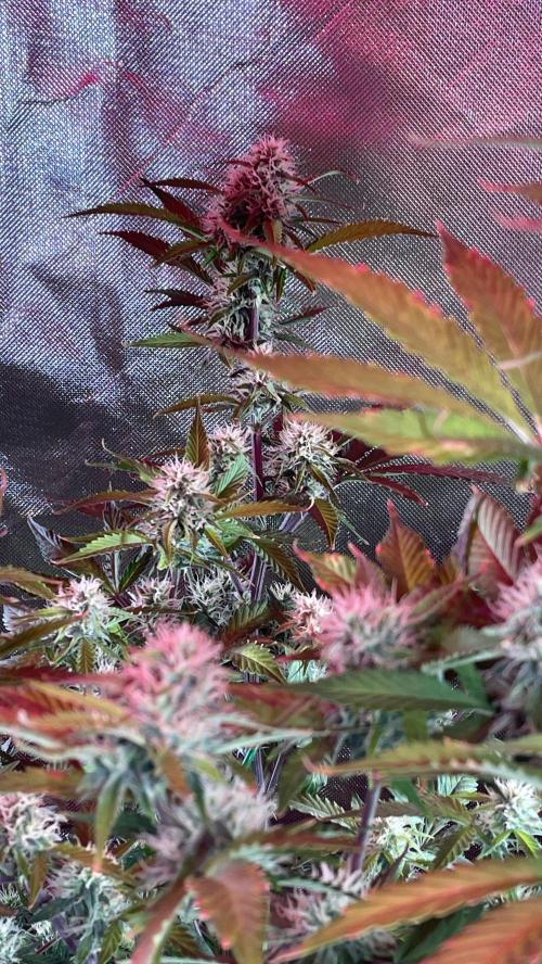 Zamnesia🍯Sticky Broccoli🥦EGC2026. Week 9