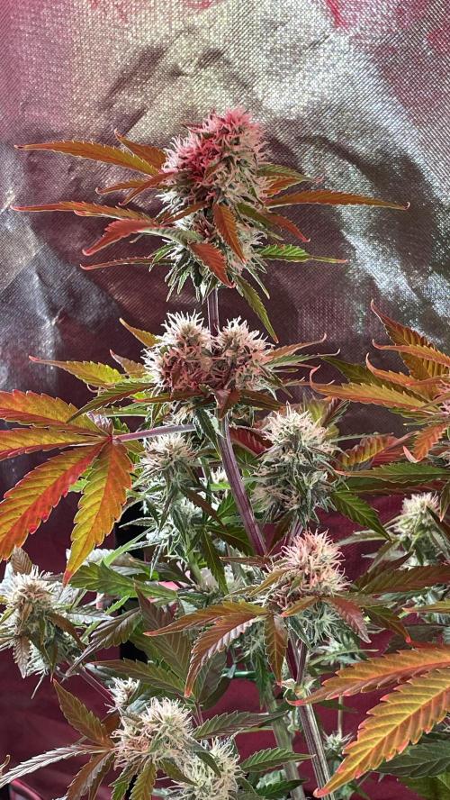 Zamnesia🍯Sticky Broccoli🥦EGC2026. Week 9