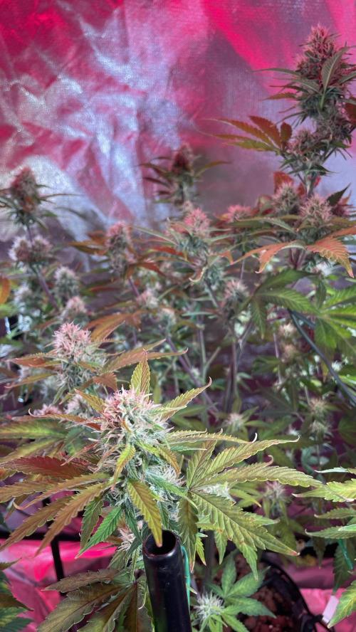 Zamnesia🍯Sticky Broccoli🥦EGC2026. Week 9