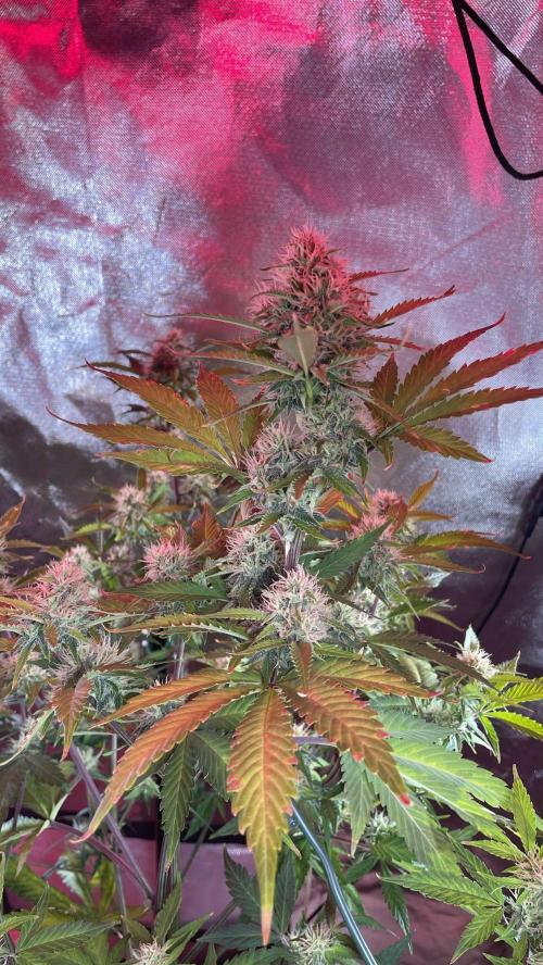 Zamnesia🍯Sticky Broccoli🥦EGC2026. Week 9