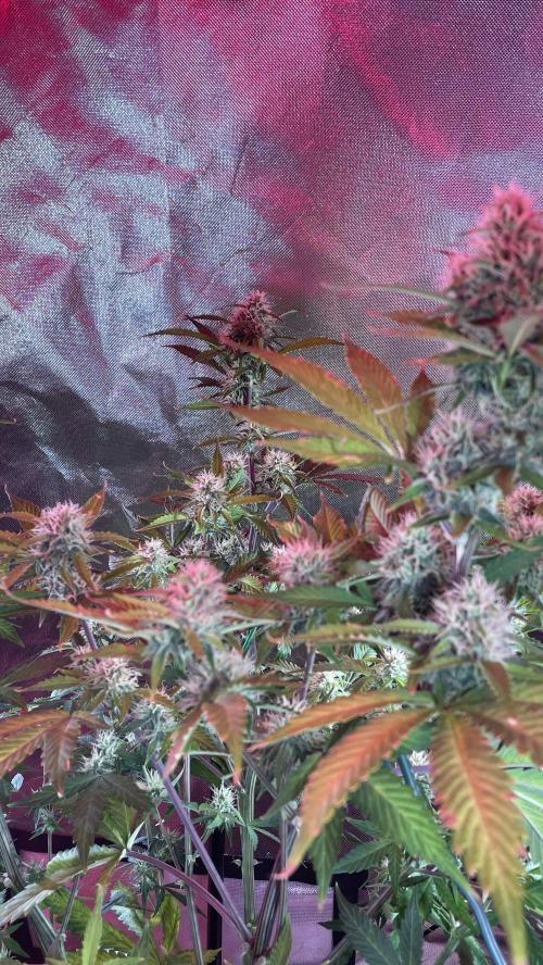 Zamnesia🍯Sticky Broccoli🥦EGC2026. Week 9