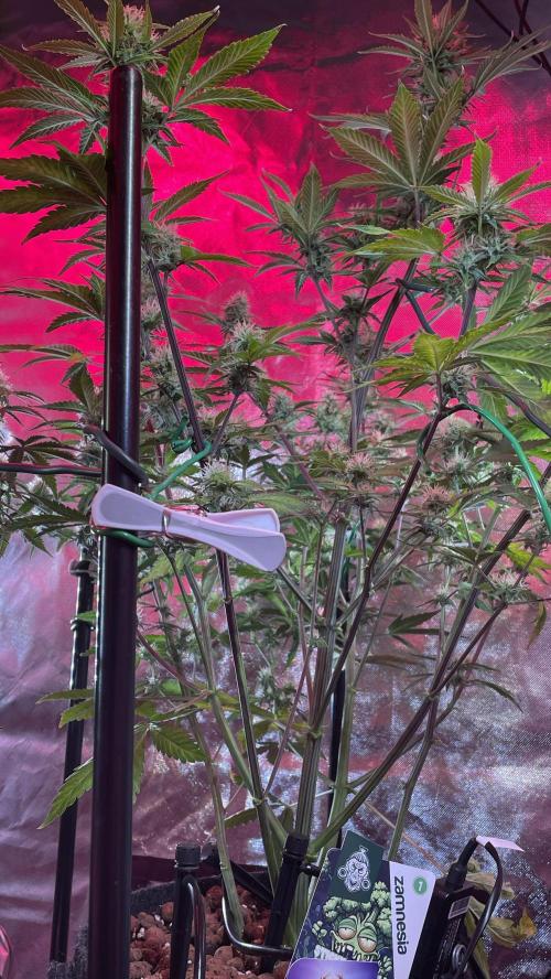 Zamnesia🍯Sticky Broccoli🥦EGC2026. Week 9
