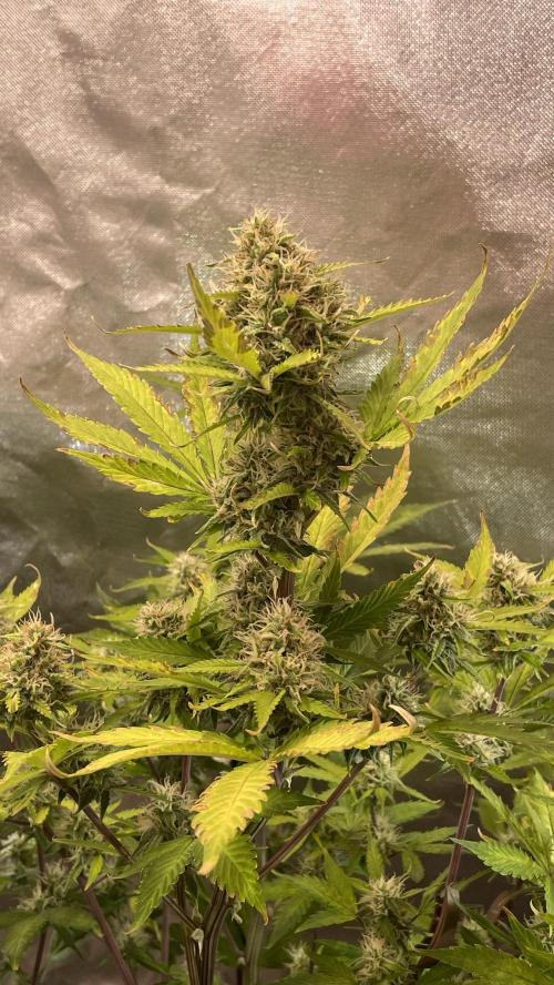 Zamnesia🍯Sticky Broccoli🥦EGC2026. Week 10
