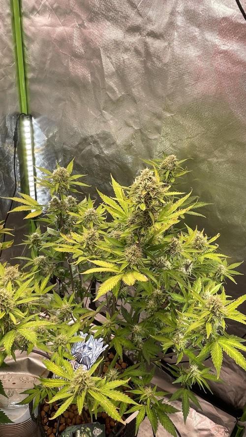 Zamnesia🍯Sticky Broccoli🥦EGC2026. Week 10