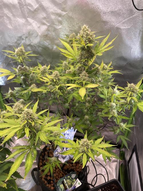 Zamnesia🍯Sticky Broccoli🥦EGC2026. Week 10