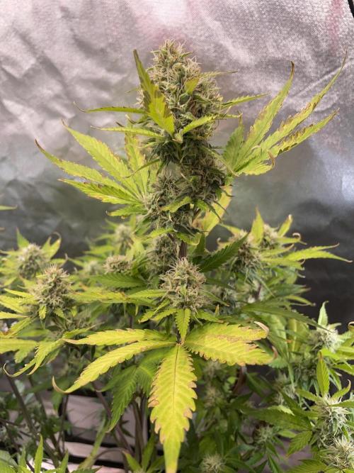 Zamnesia🍯Sticky Broccoli🥦EGC2026. Week 10