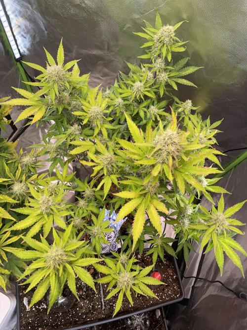 Zamnesia🍯Sticky Broccoli🥦EGC2026. Week 10