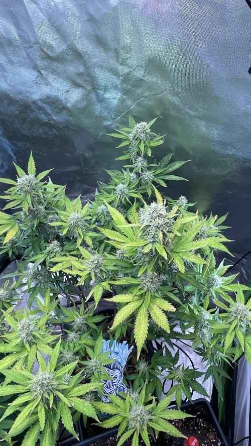 Zamnesia🍯Sticky Broccoli🥦EGC2026. Week 10