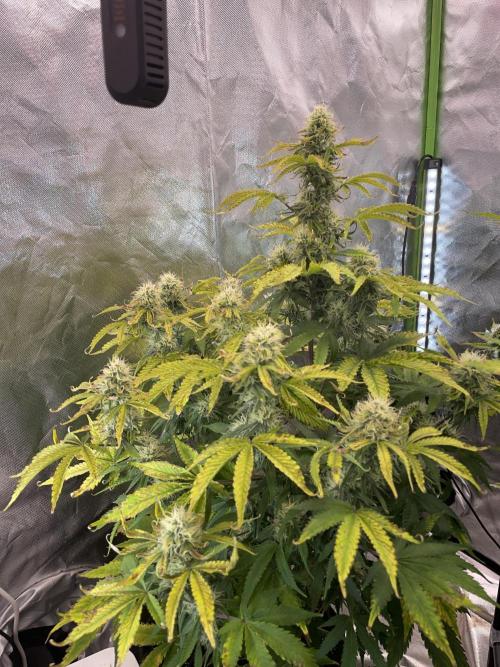 Gelato Automatic. Week 10