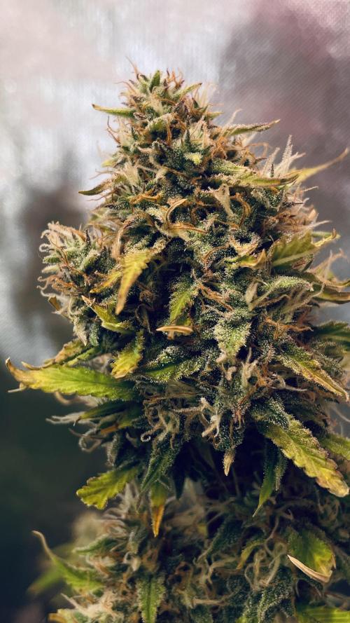 Zamnesia🍯Sticky Broccoli🥦EGC2026. Week 11