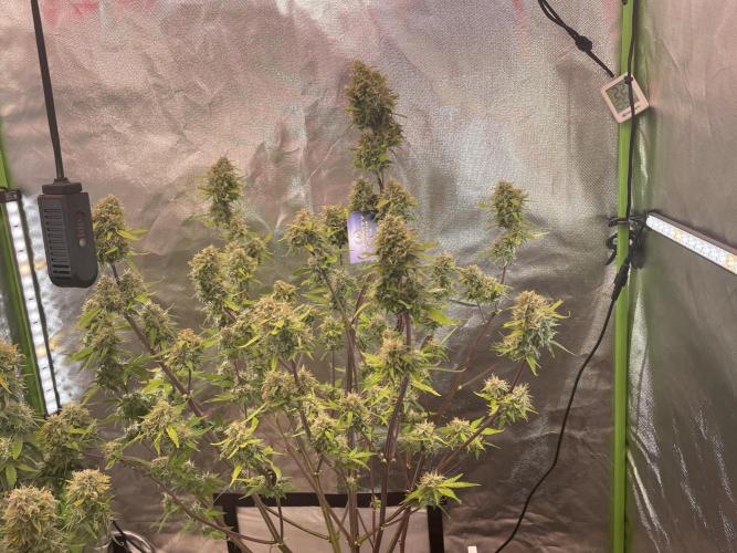 Zamnesia🍯Sticky Broccoli🥦EGC2026. Week 11