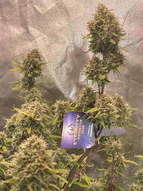 Zamnesia🍯Sticky Broccoli🥦EGC2026. Week 11
