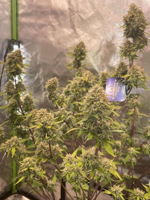 Zamnesia🍯Sticky Broccoli🥦EGC2026. Week 11