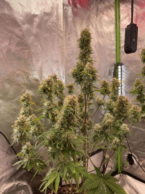 🍦Gelato Auto Zamnesia. Week 11
