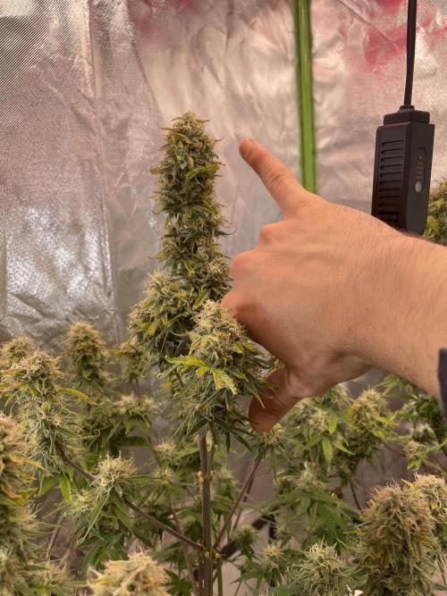 🍦Gelato Auto Zamnesia. Week 11