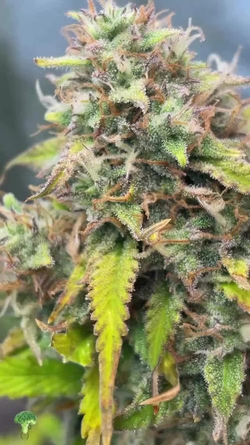 Zamnesia🍯Sticky Broccoli🥦EGC2026