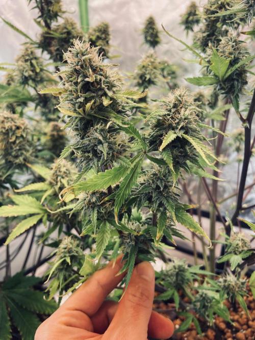 Zamnesia🍯Sticky Broccoli🥦EGC2026. Week 11 - Day74 