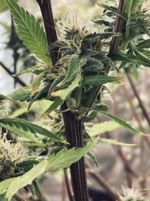 Zamnesia🍯Sticky Broccoli🥦EGC2026. Week 11