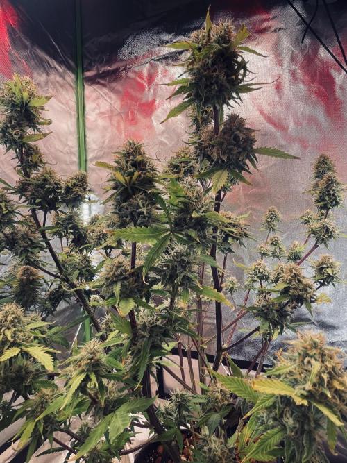 Zamnesia🍯Sticky Broccoli🥦EGC2026. Week 11