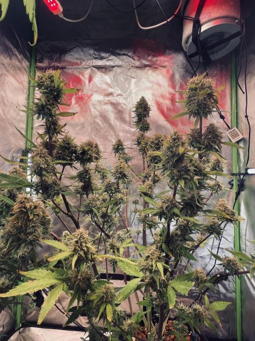 Zamnesia🍯Sticky Broccoli🥦EGC2026. Week 11