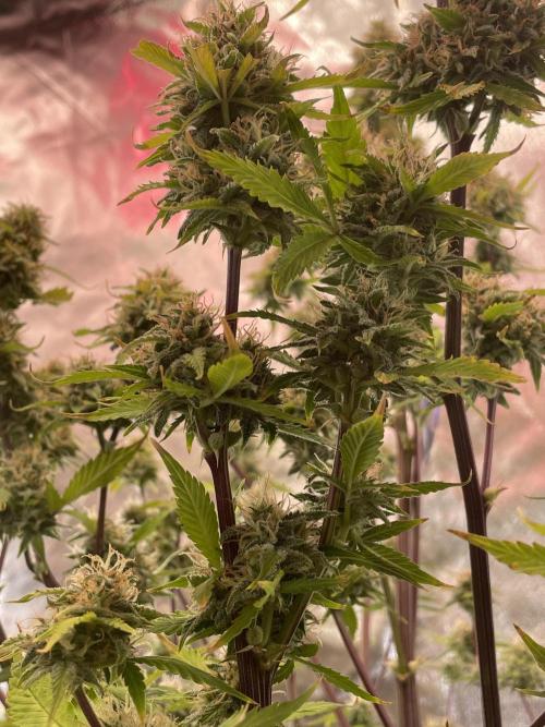 Zamnesia🍯Sticky Broccoli🥦EGC2026. Week 11