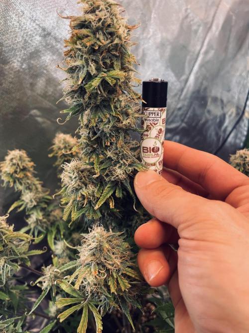🍦Gelato Auto Zamnesia. Week 11