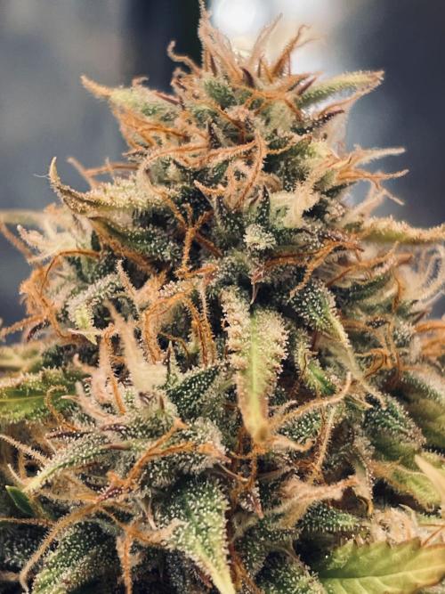 Zamnesia🍯Sticky Broccoli🥦EGC2026. Week 11