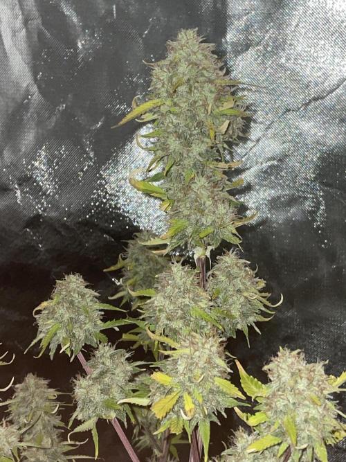 Zamnesia🍯Sticky Broccoli🥦EGC2026. Week 11 - Day76