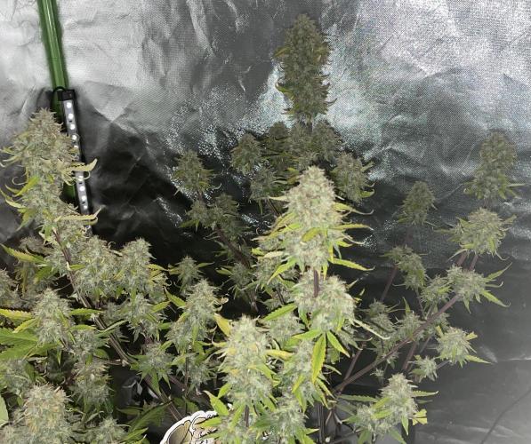 Zamnesia🍯Sticky Broccoli🥦EGC2026. Week 11