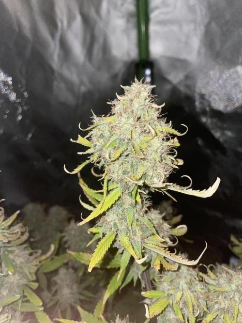 Zamnesia🍯Sticky Broccoli🥦EGC2026. Week 11