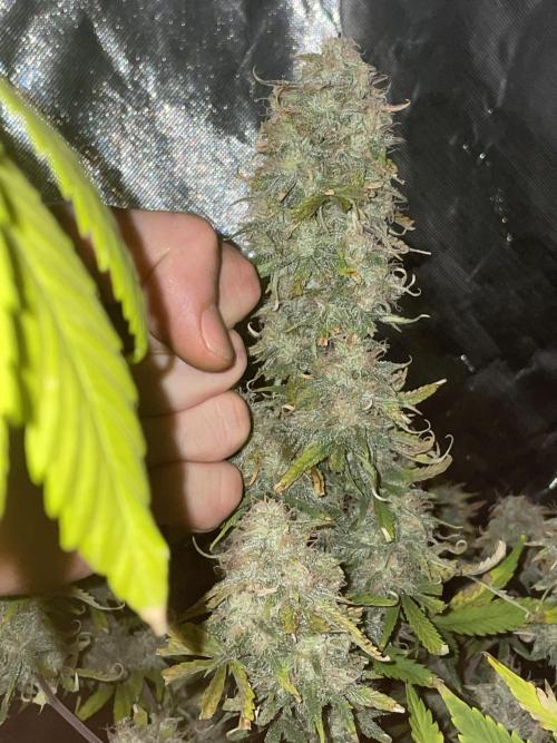 🍦Gelato Auto Zamnesia. Week 11