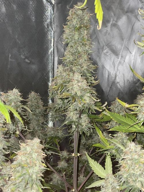 🍦Gelato Auto Zamnesia. Week 11