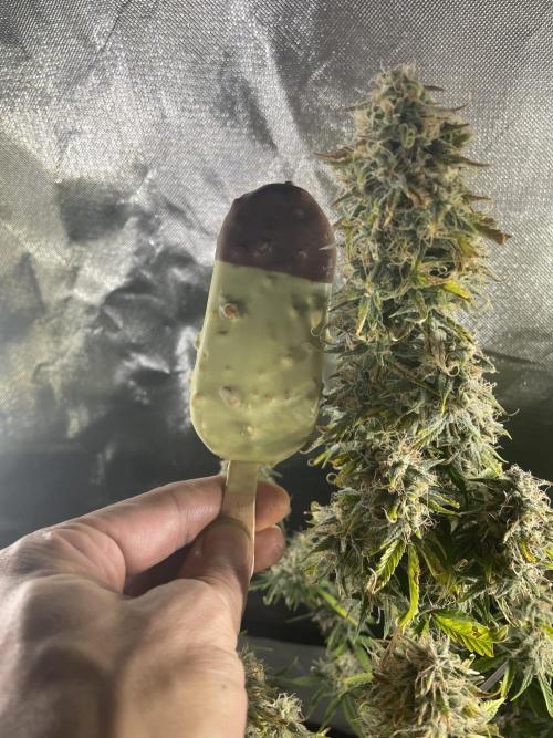 🍦Gelato Auto Zamnesia. Week 12