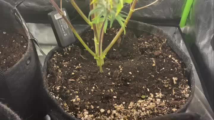 🍦Gelato Auto Zamnesia