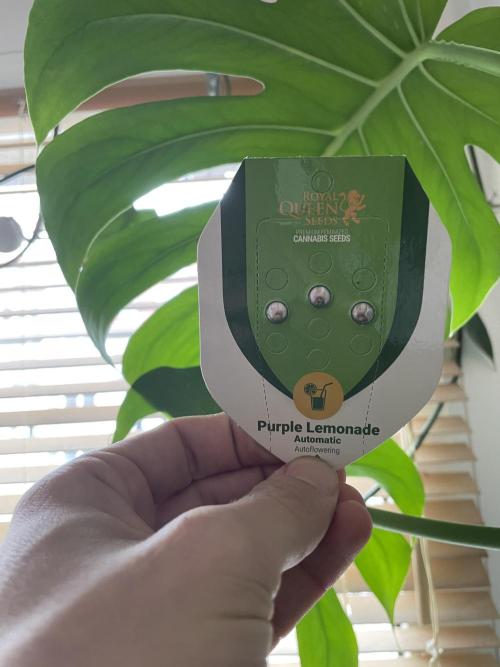 😈🍋Purple Lemonade auto - RQS🦁. Week 0