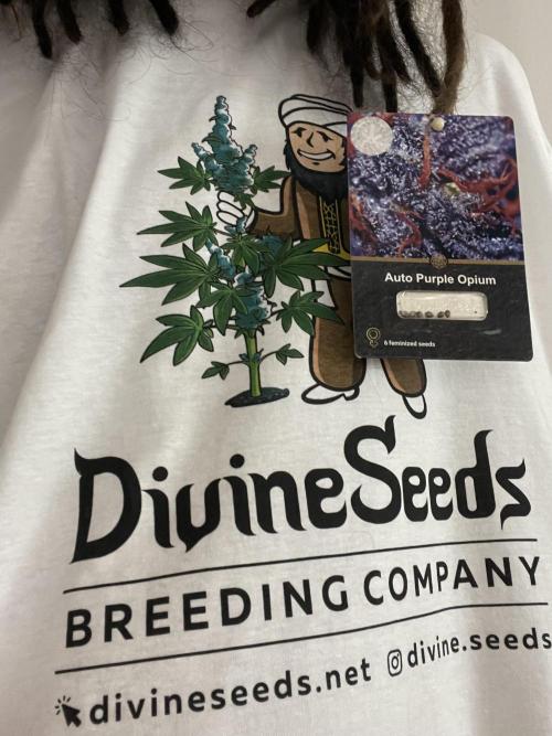 🍇Purple Opium auto-Divine Seeds. Week 0