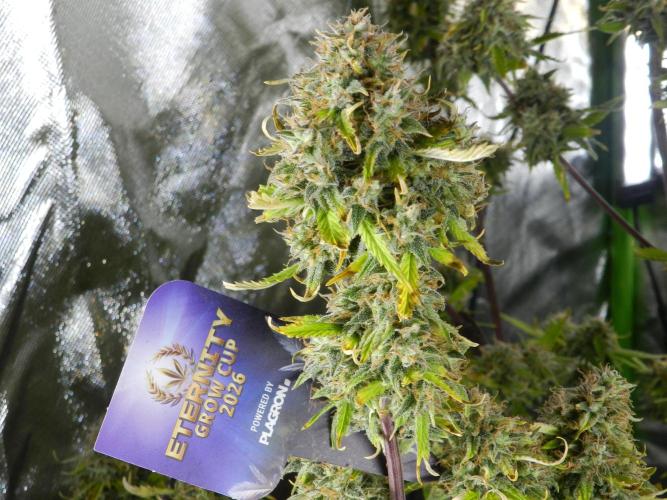 Zamnesia🍯Sticky Broccoli🥦EGC2026. Week 12