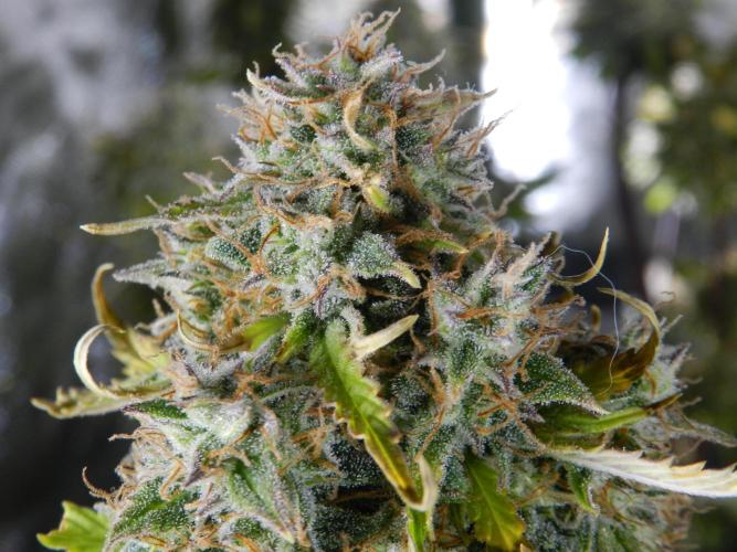 Zamnesia🍯Sticky Broccoli🥦EGC2026. Week 12