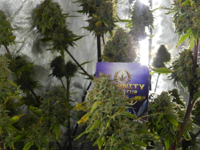 Zamnesia🍯Sticky Broccoli🥦EGC2026. Week 12