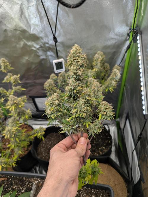 🍦Gelato Auto Zamnesia. Week 13