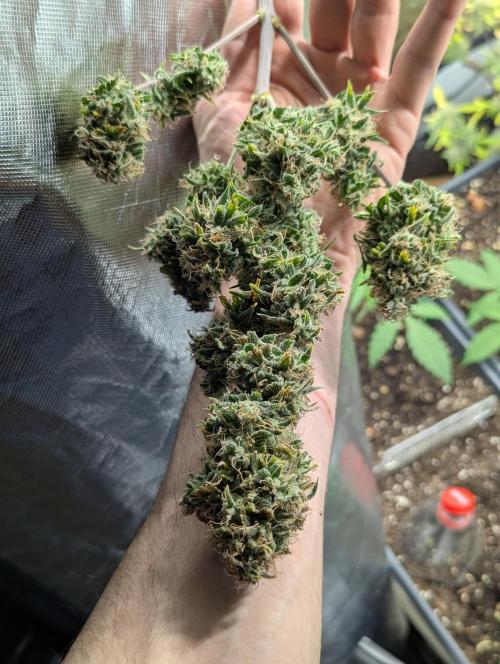🍦Gelato Auto Zamnesia. Week 13