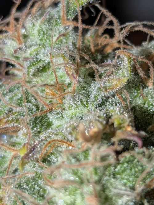 🍦Gelato Auto Zamnesia. Week 13