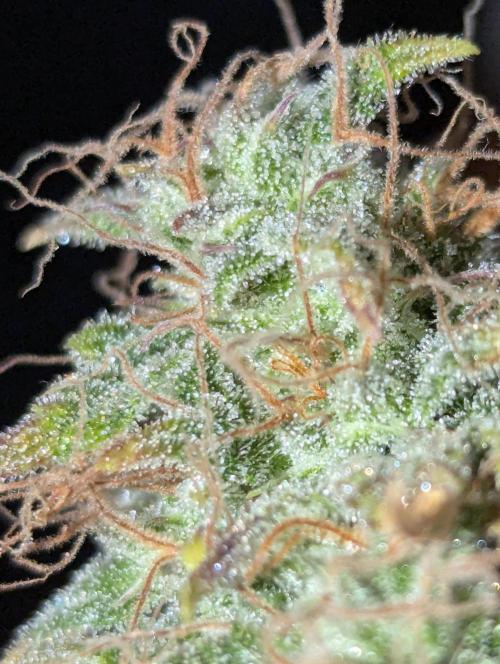 🍦Gelato Auto Zamnesia. Week 13