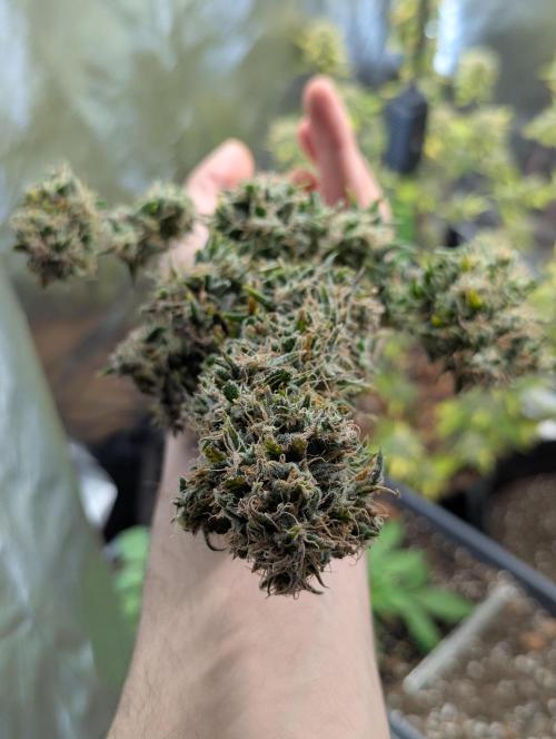 🍦Gelato Auto Zamnesia. Week 13