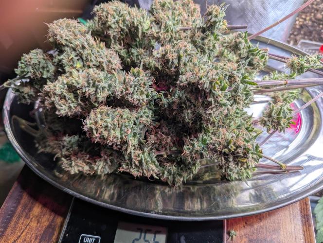 🍦Gelato Auto Zamnesia. Week 13