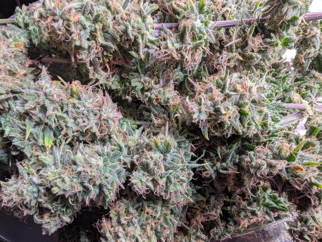 🍦Gelato Auto Zamnesia. Week 13