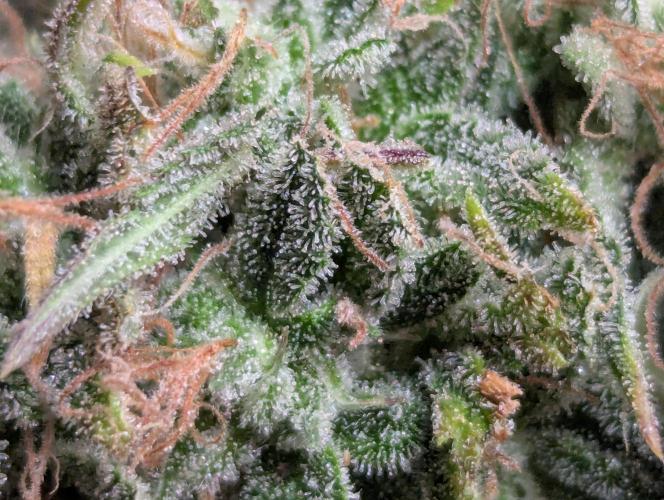 🍦Gelato Auto Zamnesia. Week 13