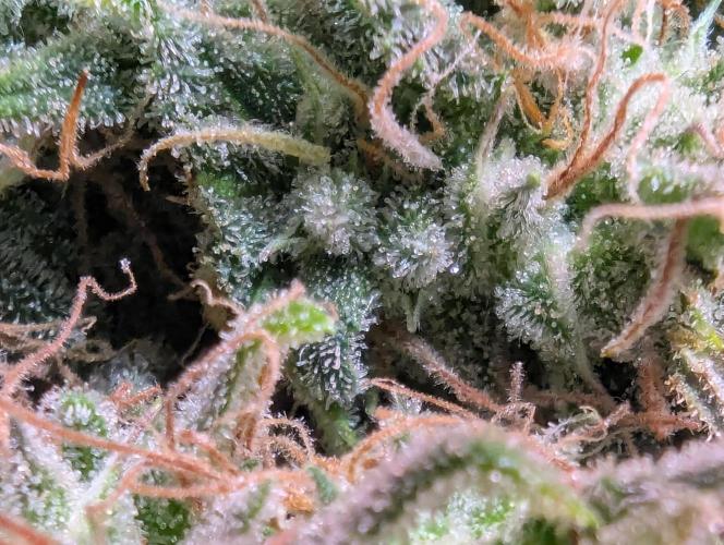 🍦Gelato Auto Zamnesia. Week 13